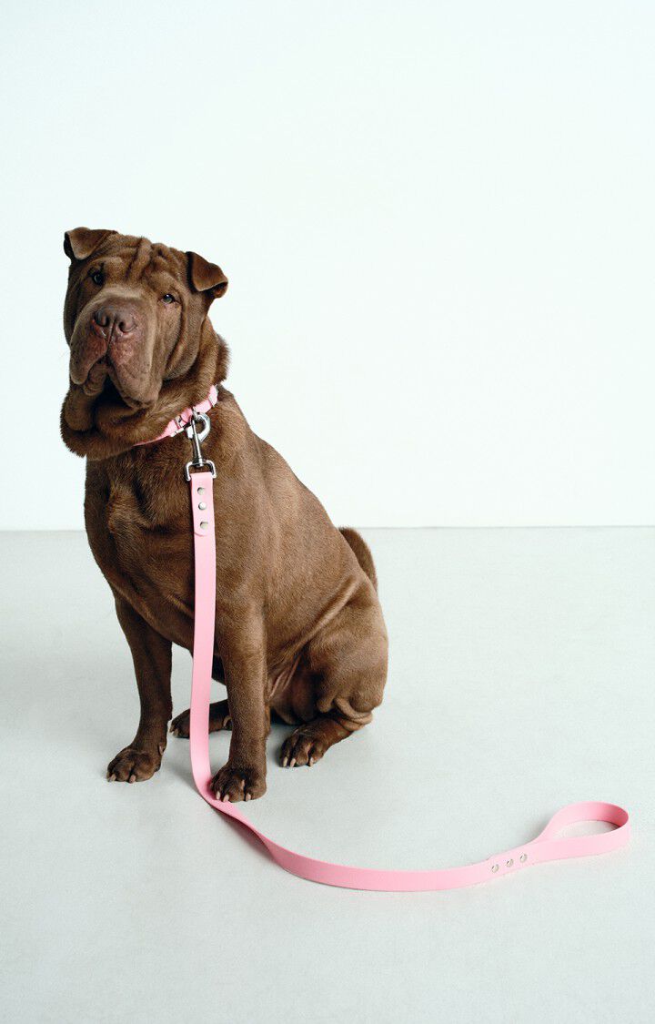 Dog collar La Mutt x AMV