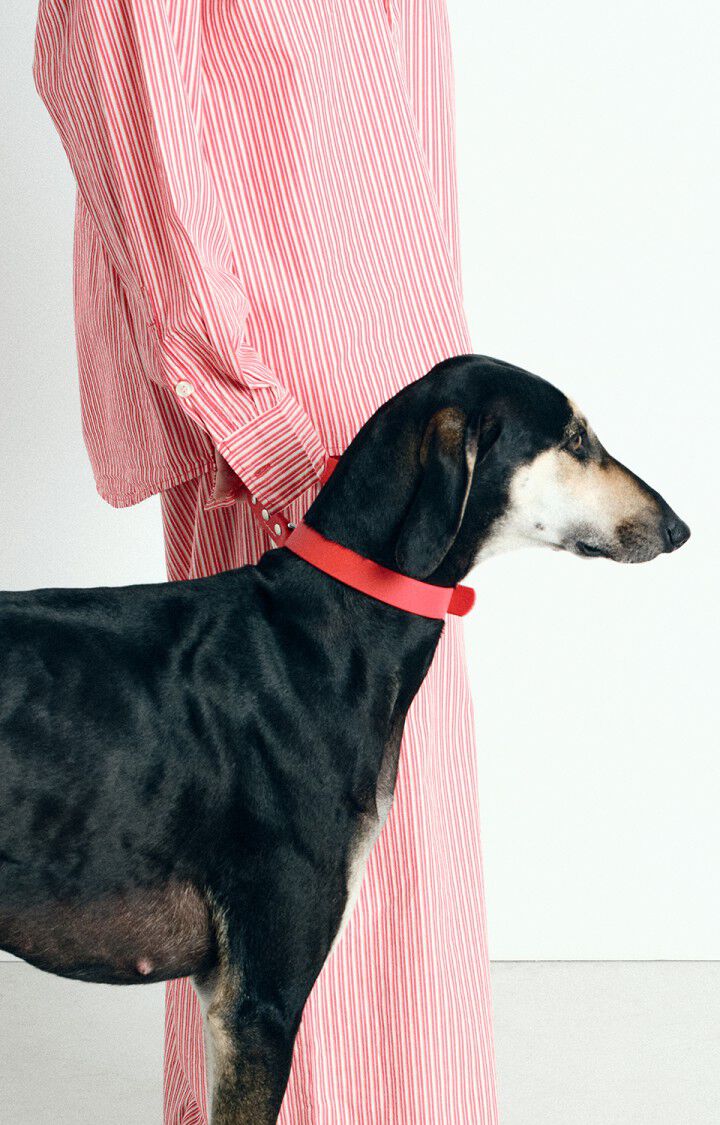 Dog collar La Mutt x AMV