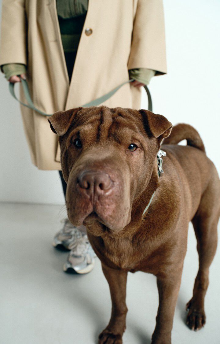 Dog collar La Mutt x AMV
